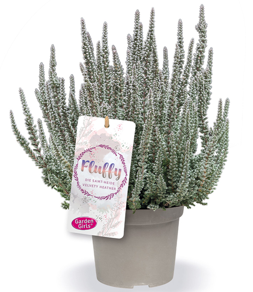 Calluna vulg. 'Garden G Fluffy' twin zwaar xxl