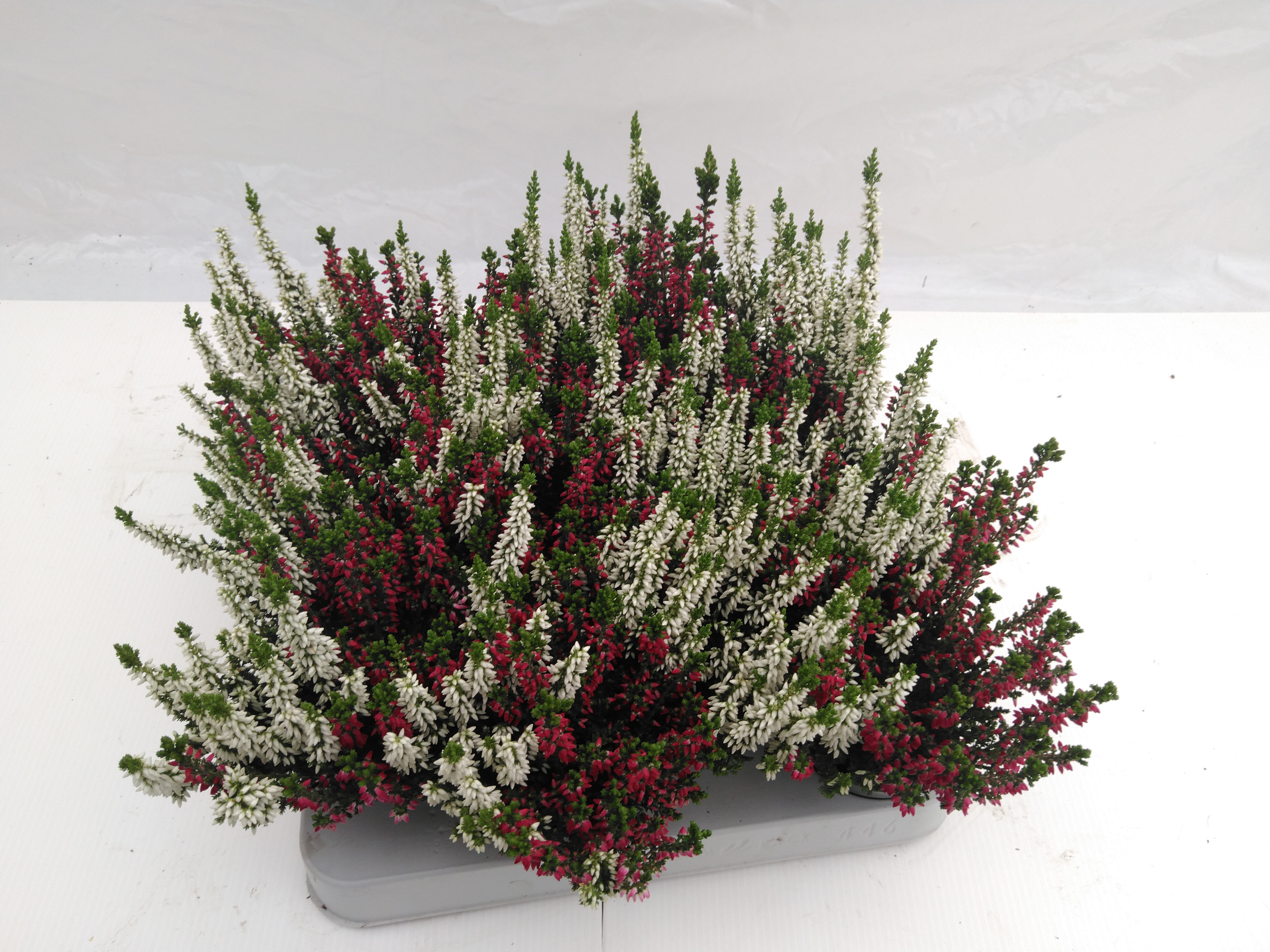 Calluna vulg. 'Beauty'  mini twin