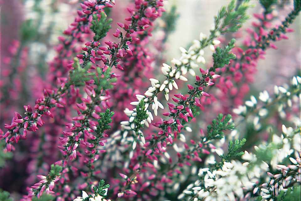 Calluna vulg. 'Beauty-L' mix mini