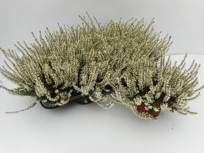 Calluna vulg. 'Beauty-L Veronique' wit