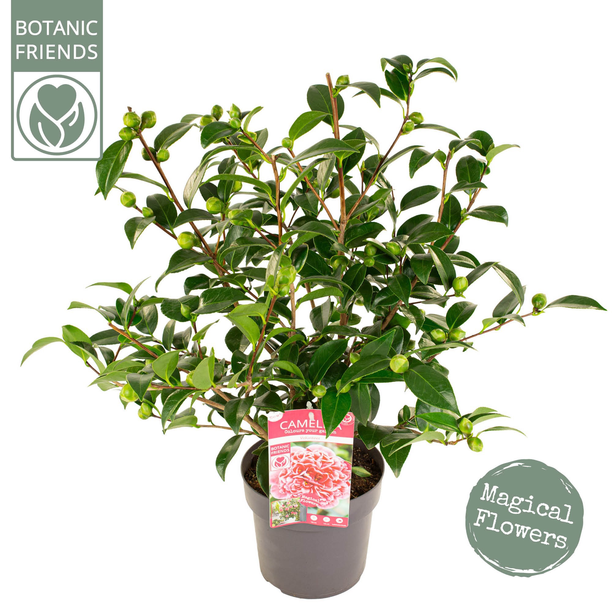 Camellia wil. 'Volunteer' ® -  EXTRA / NIEUW