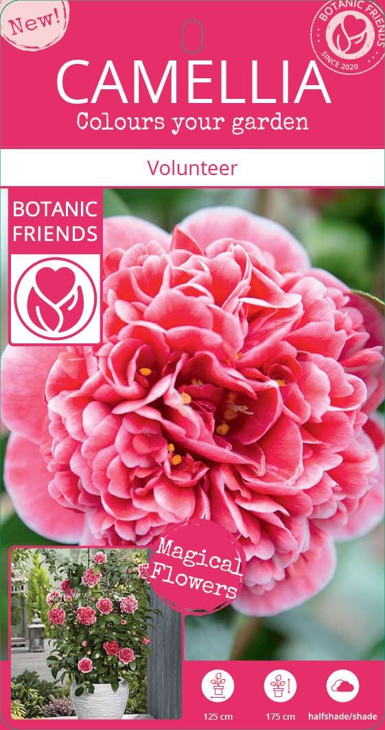 Camellia wil. 'Volunteer' ® -  EXTRA / NIEUW