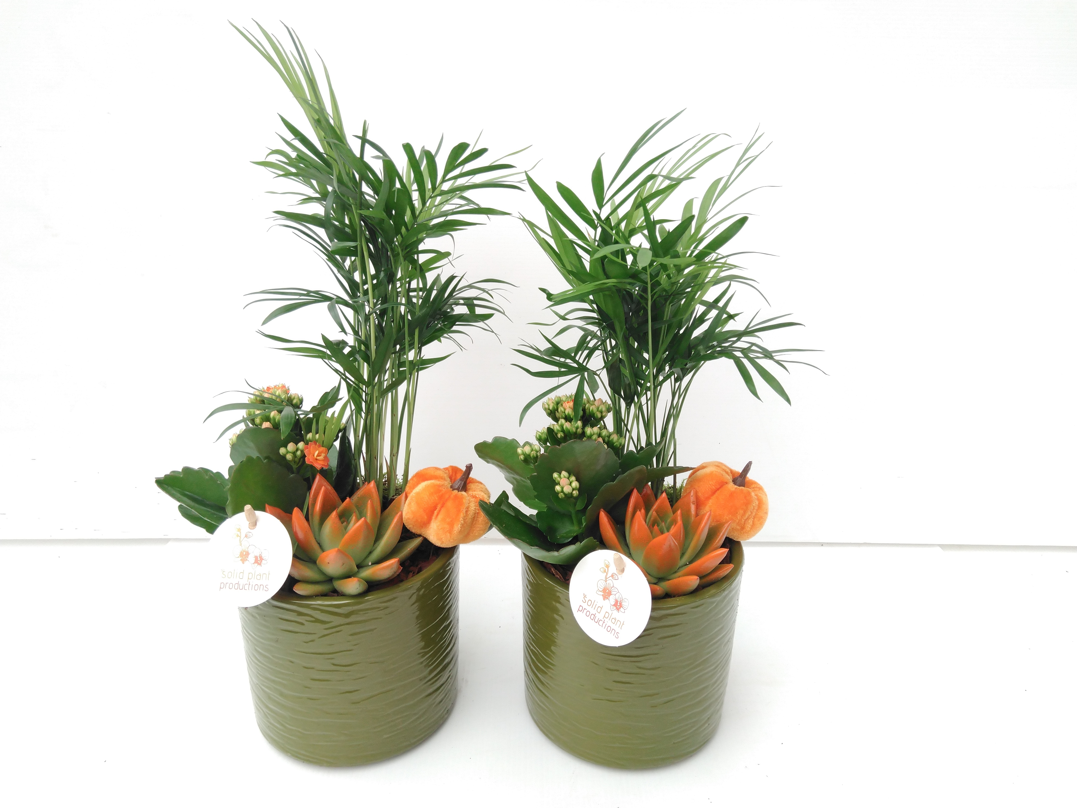 CE Amy Green Orange Echeveria