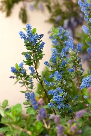 Ceanothus arboreus 'Trewithen Blue' Ceanothus arboreus 'Trewithen Blue'