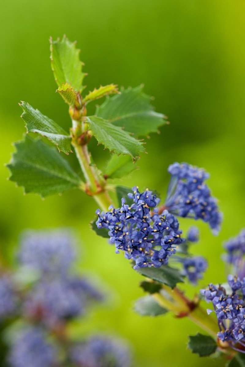 Ceanothus 'Authumnal Blue' ®