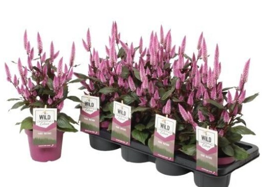 Celosia arg. SP 'Wild Pink'