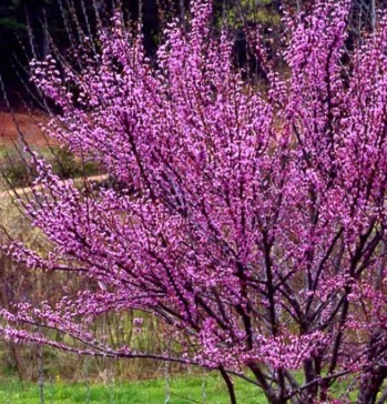 Cercis can. 'Ace of Hearts' Cercis can. 'Ace of Hearts'
