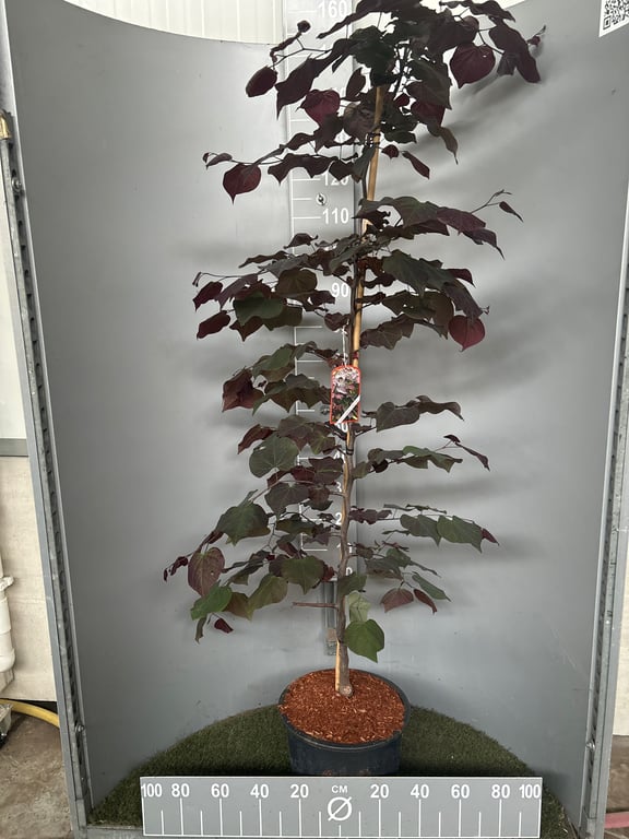 Cercis canadensis 'Ruby Fall's'   DT