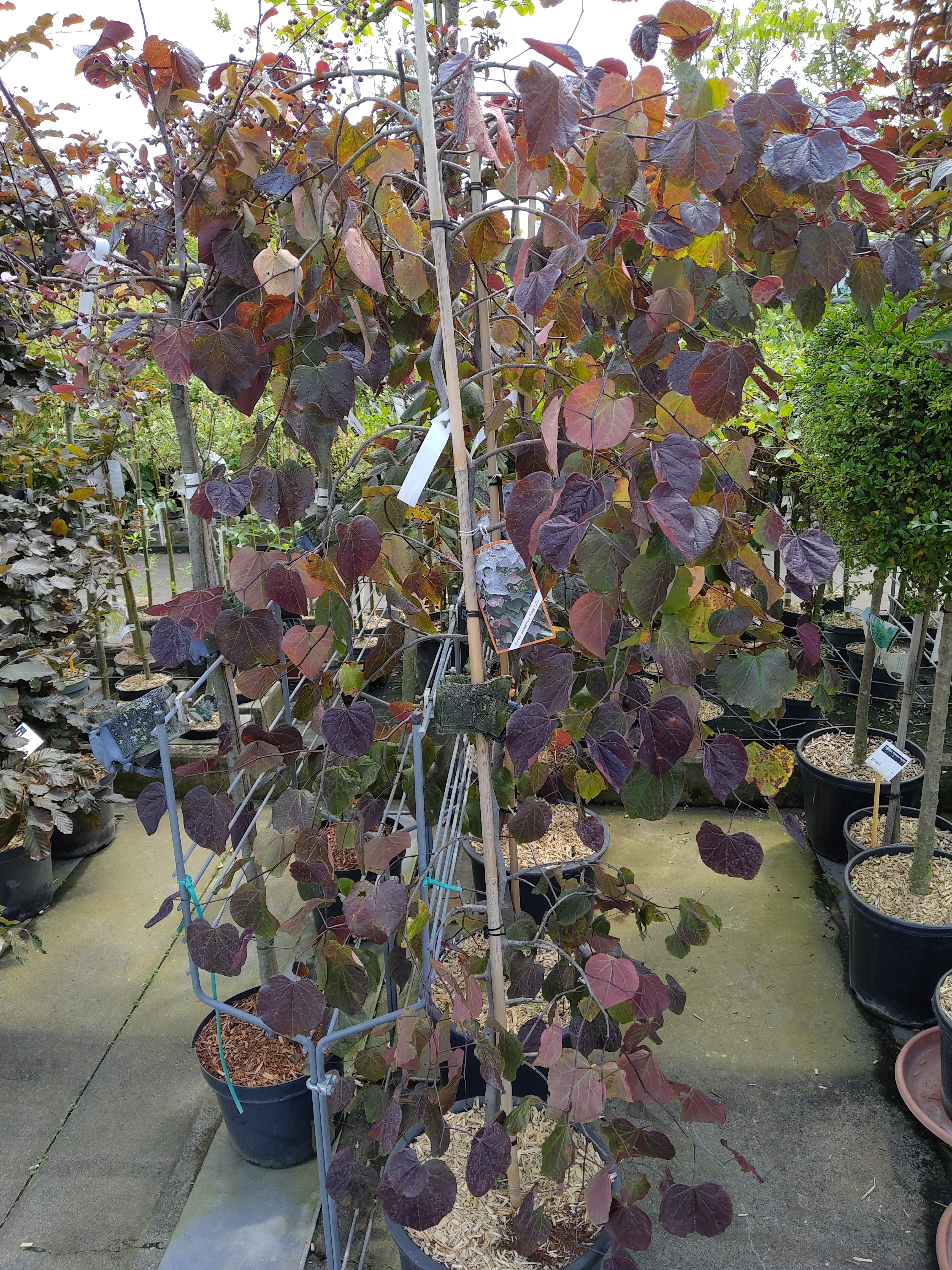 Cercis canadensis 'Ruby Fall's'   DT