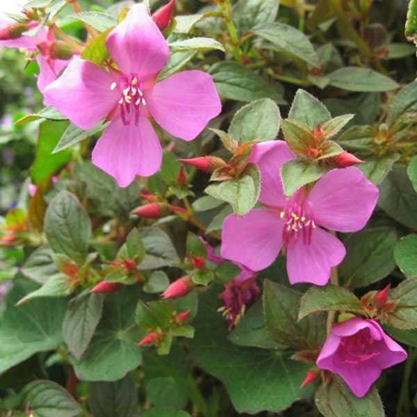 Centradenia cascade Centradenia cascade