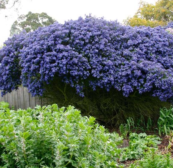 Ceanothus 'Concha' Ceanothus 'Concha'