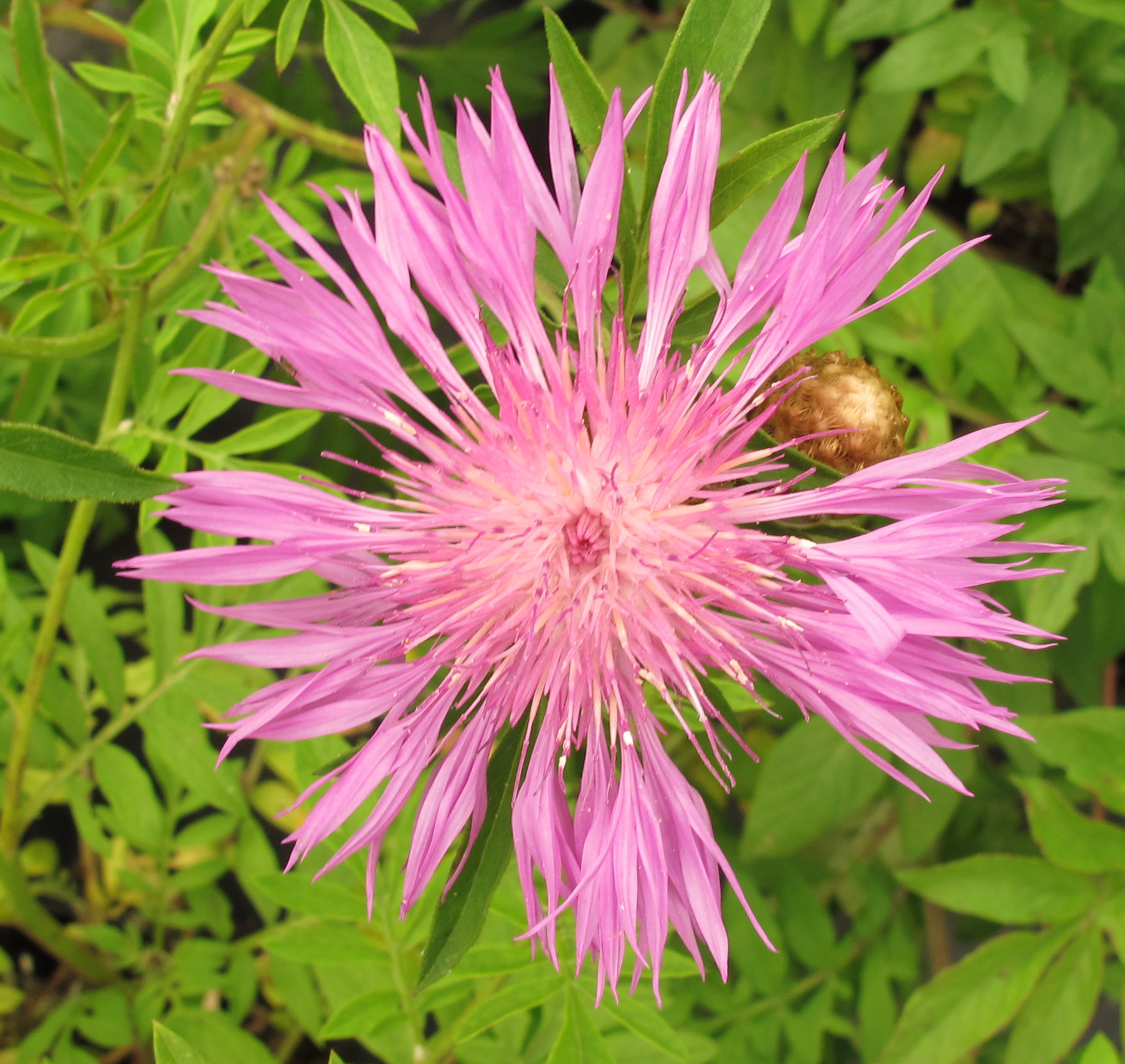 Centaurea dealbata Centaurea dealbata