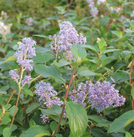 Ceanothus del. 'Gl. de Versailles' Ceanothus del. 'Gl. de Versailles'