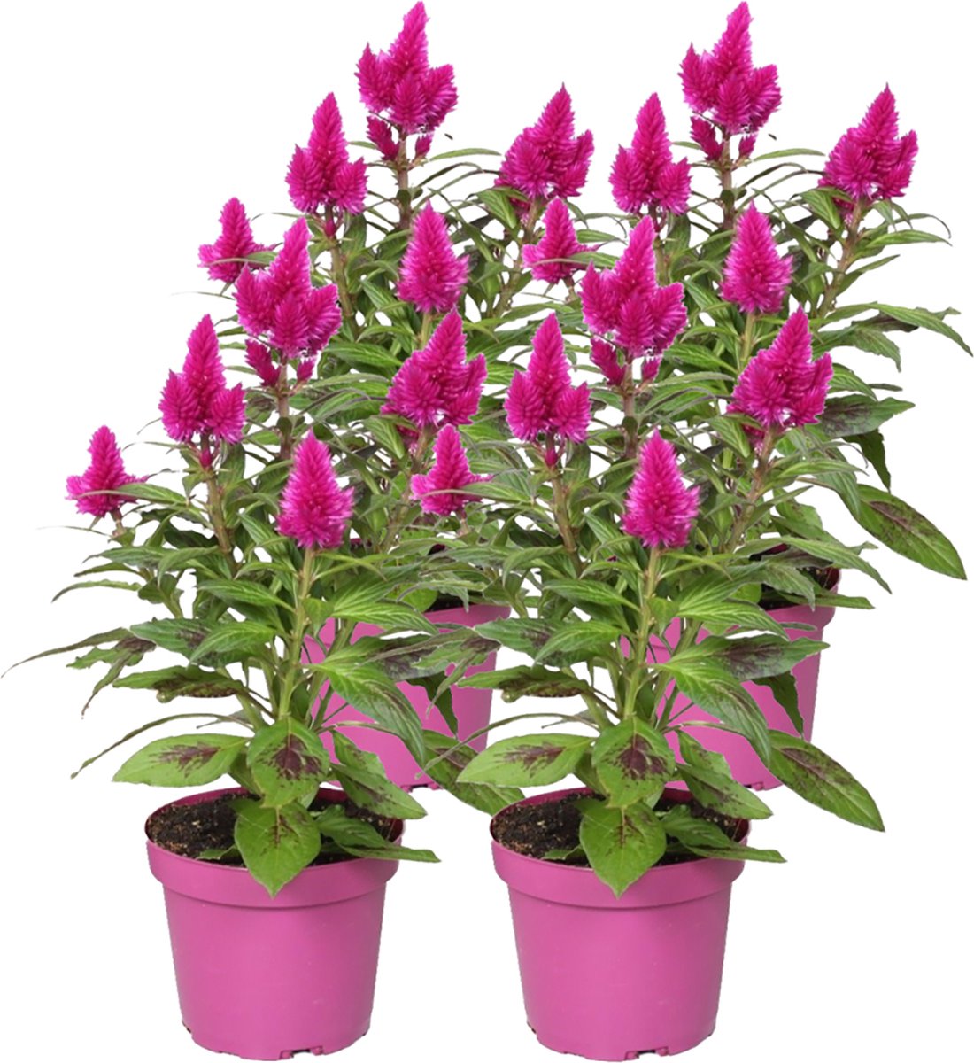 Celosia Deep Purple