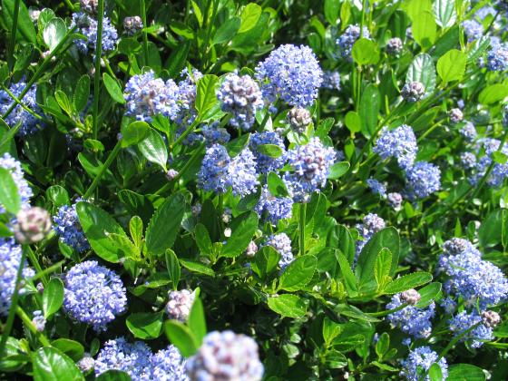Ceanothus impressus 'Victoria' Ceanothus impressus 'Victoria'