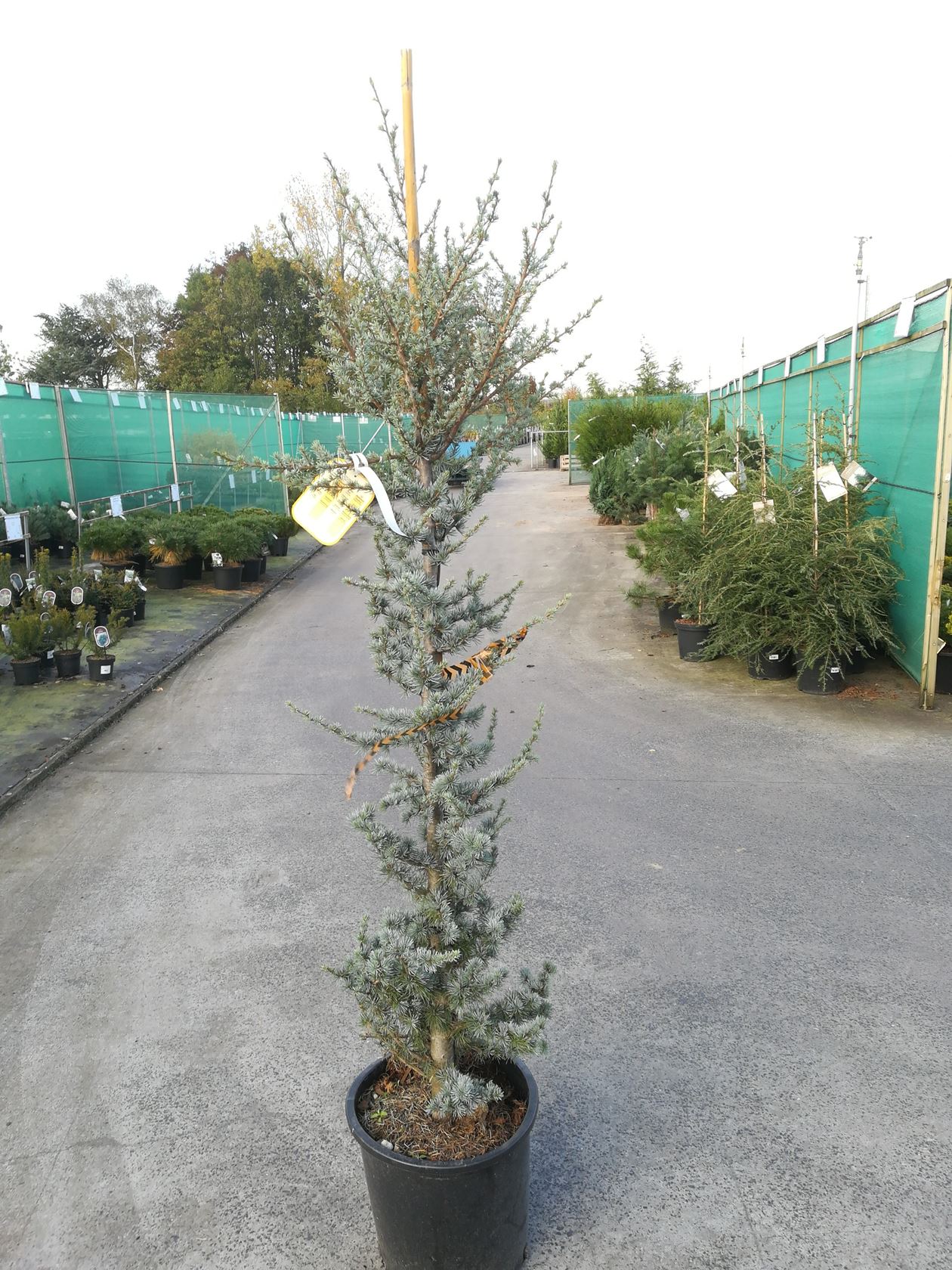 Cedrus libanii 'Atlamtica Glauca'  - PROMO