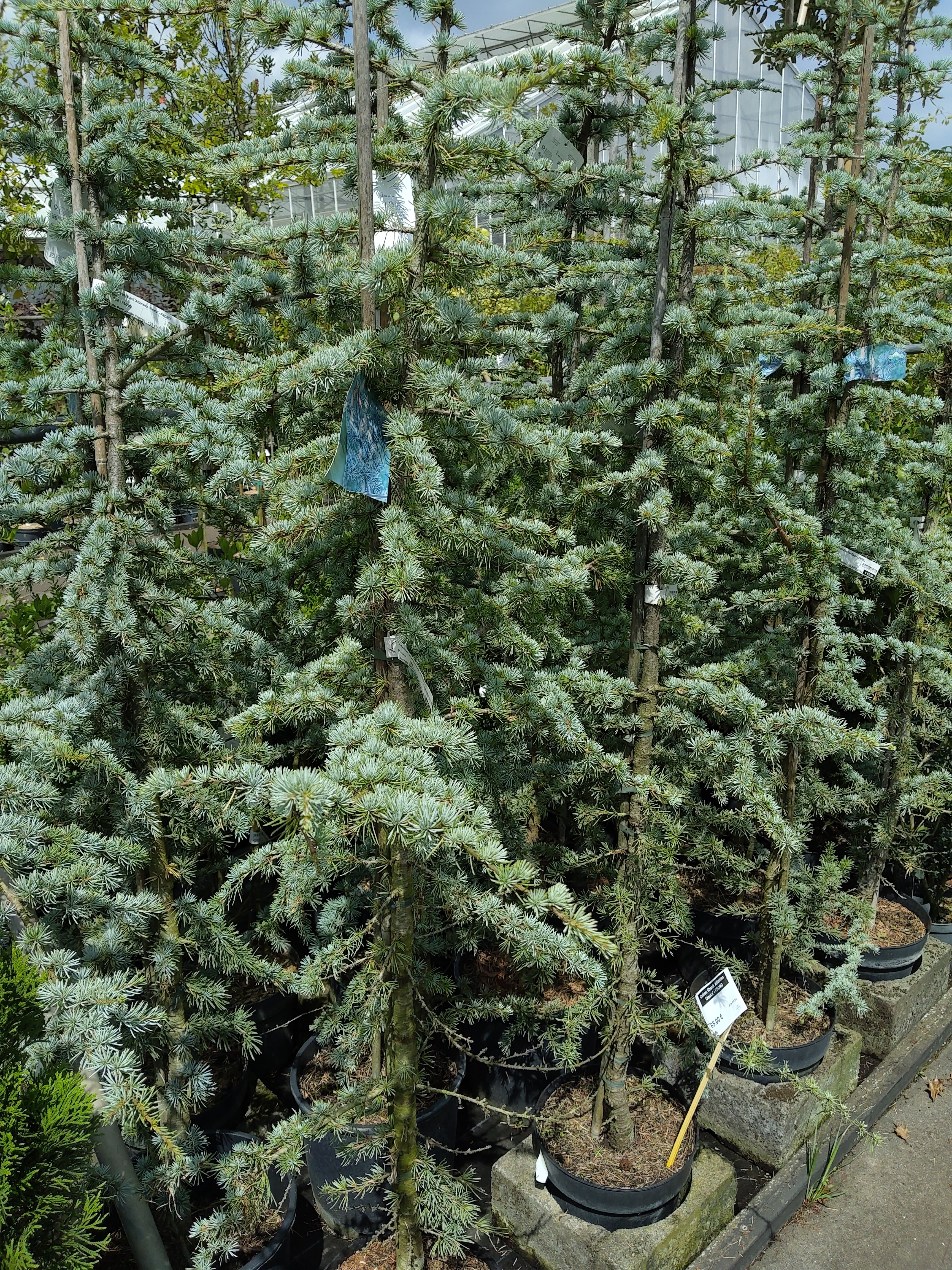 Cedrus libanii 'Atlamtica Glauca'  - PROMO