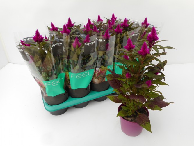 Celosia 'Caracas'  - paarse punt
