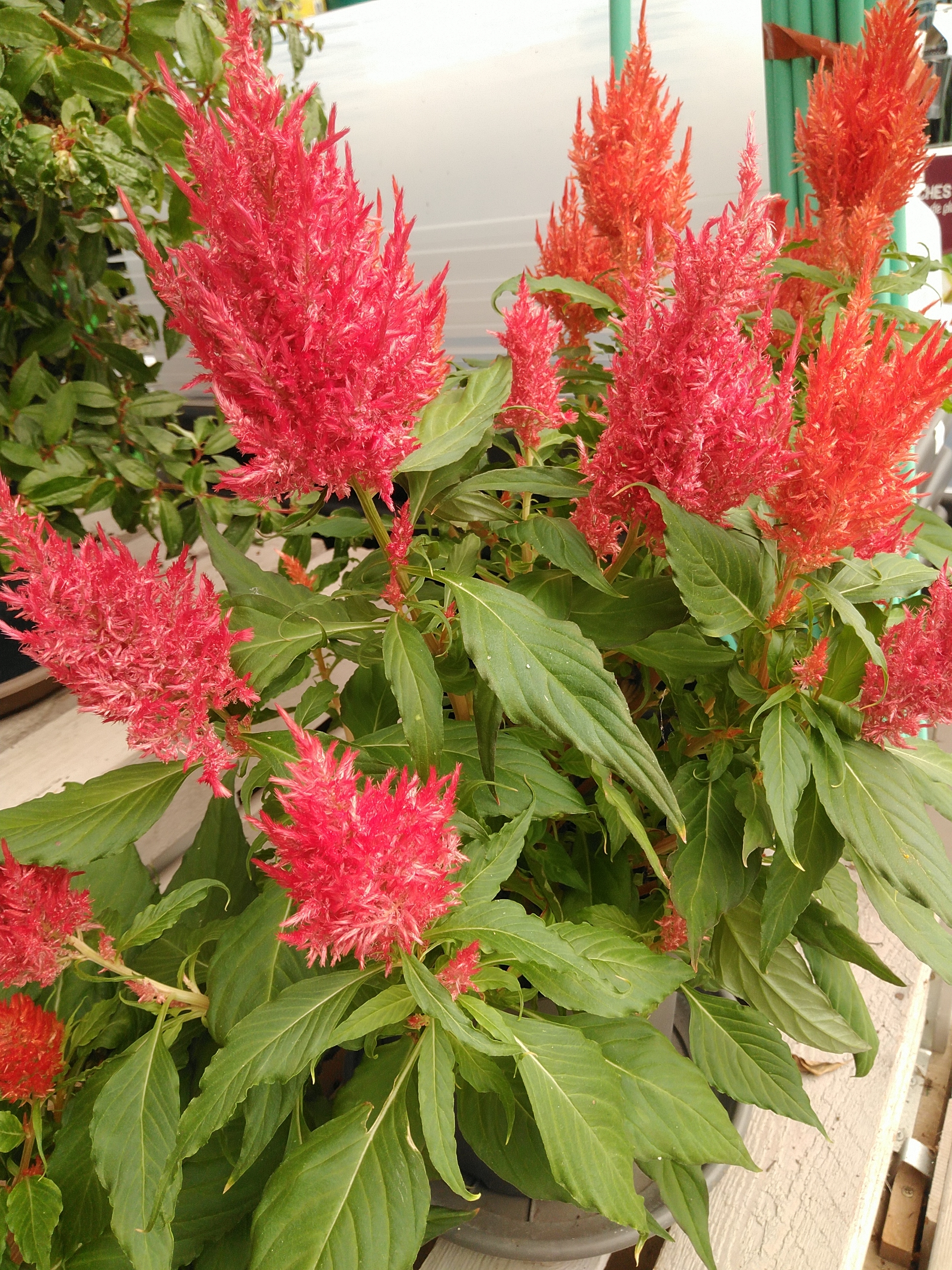 Celosia plumosa in kleuren Celosia plumosa in kleuren