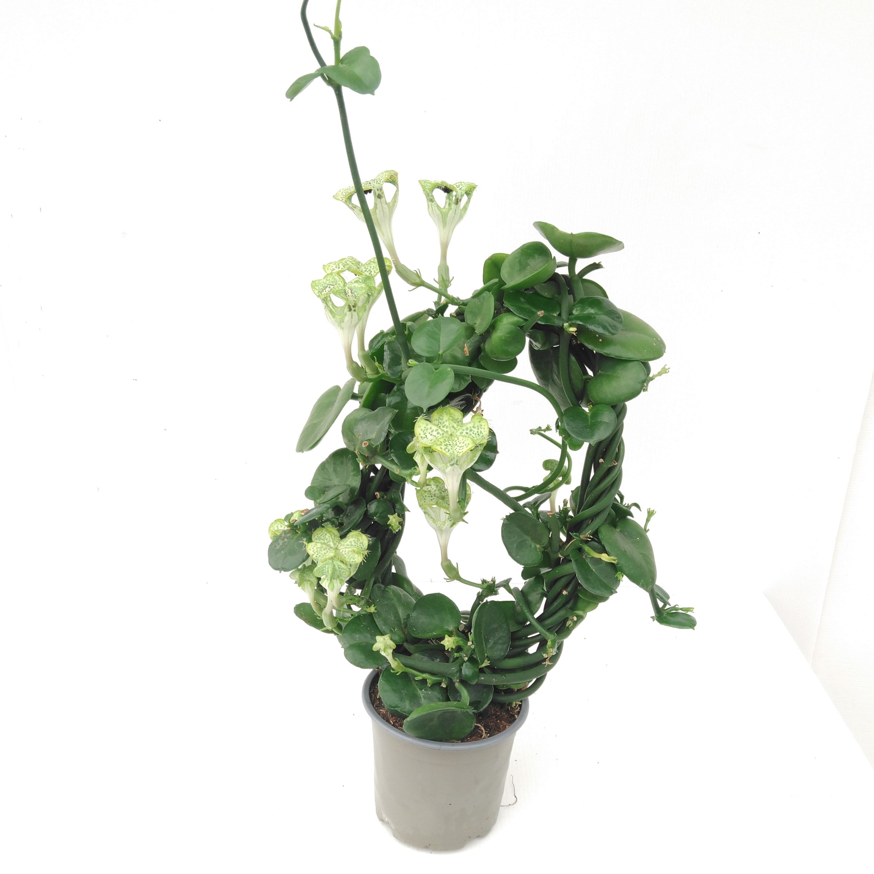 CEROPEGIA SANDERSONII XTRA CEROPEGIA SANDERSONII XTRA