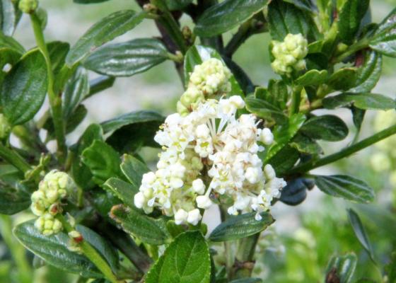 Ceanothus 'Snow Flurries' Ceanothus 'Snow Flurries'