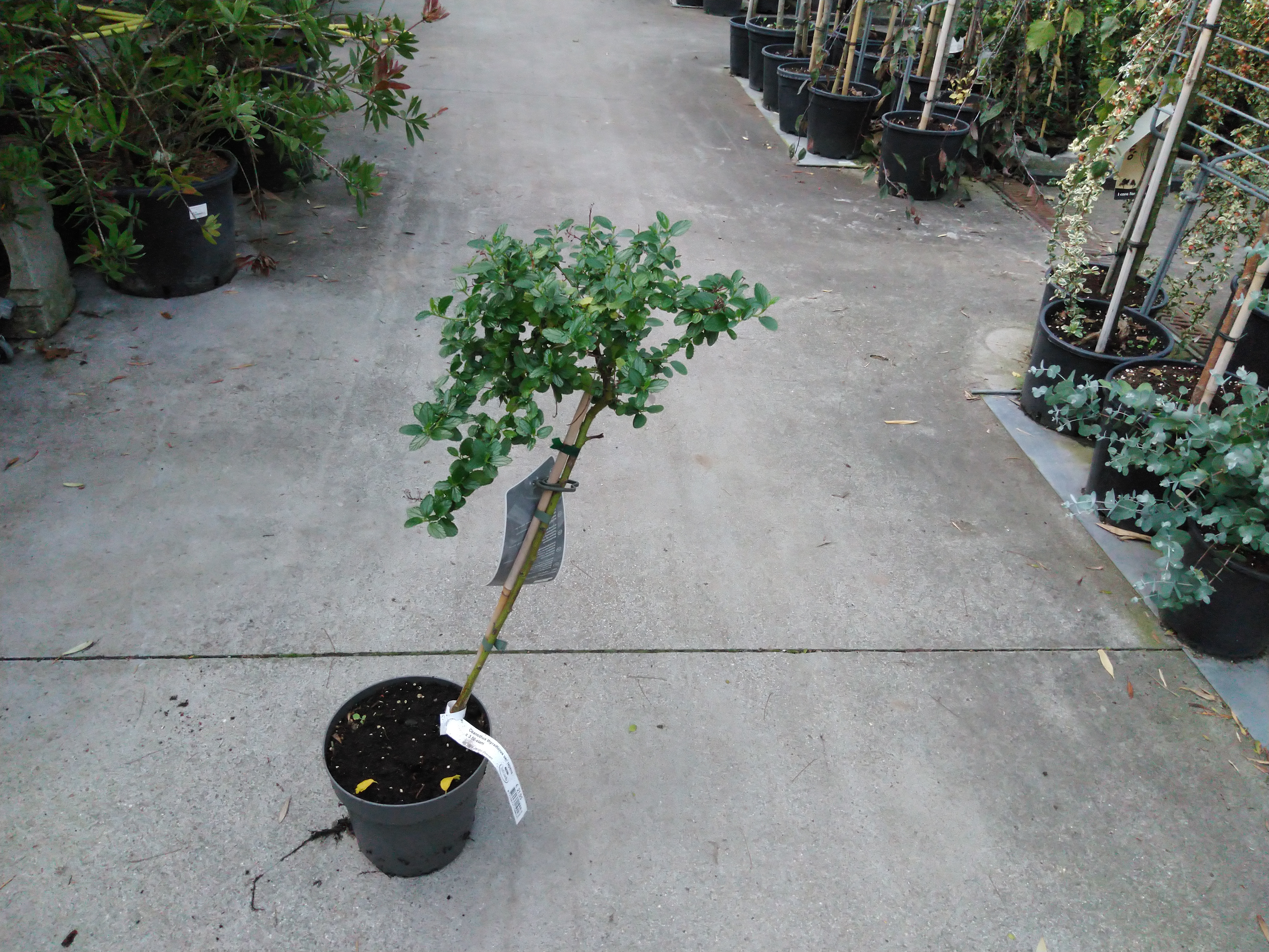 Ceanothus thyrsiflorus var. repens