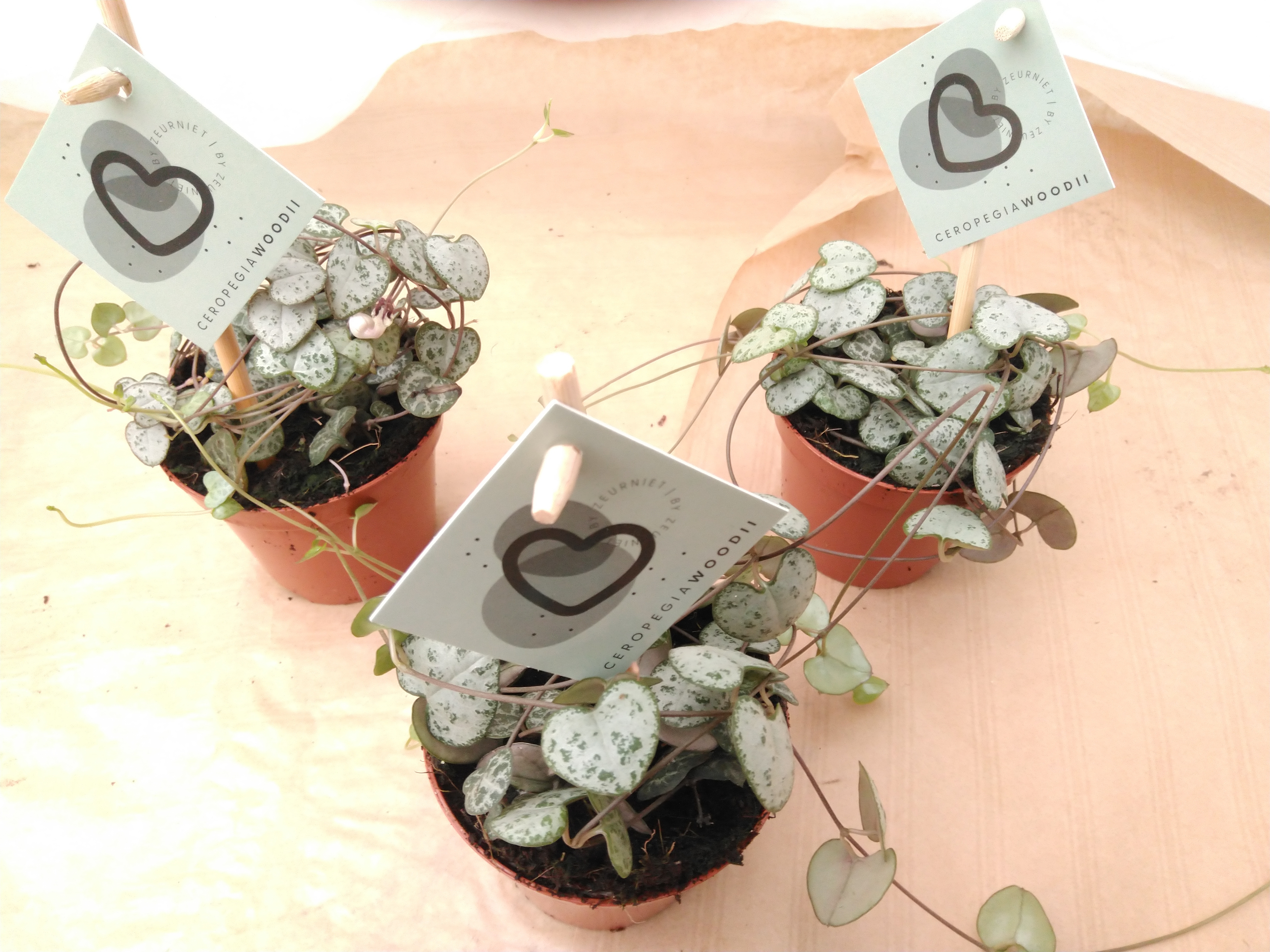 Ceropegia woodii ssp. woodii