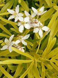 Choisya 'Aztec Gold'