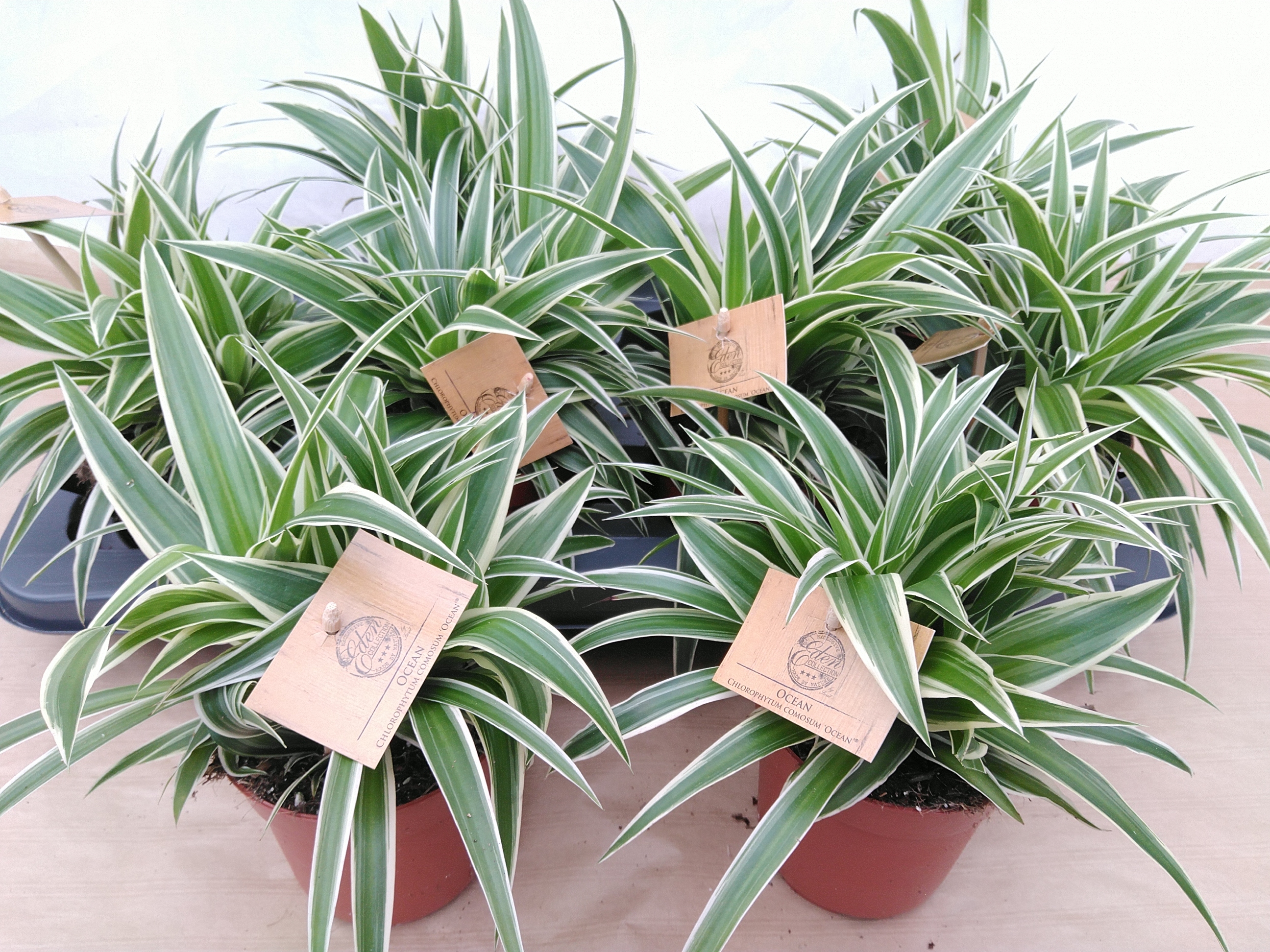 Chlorophytum com. 'Ocean' Chlorophytum com. 'Ocean'
