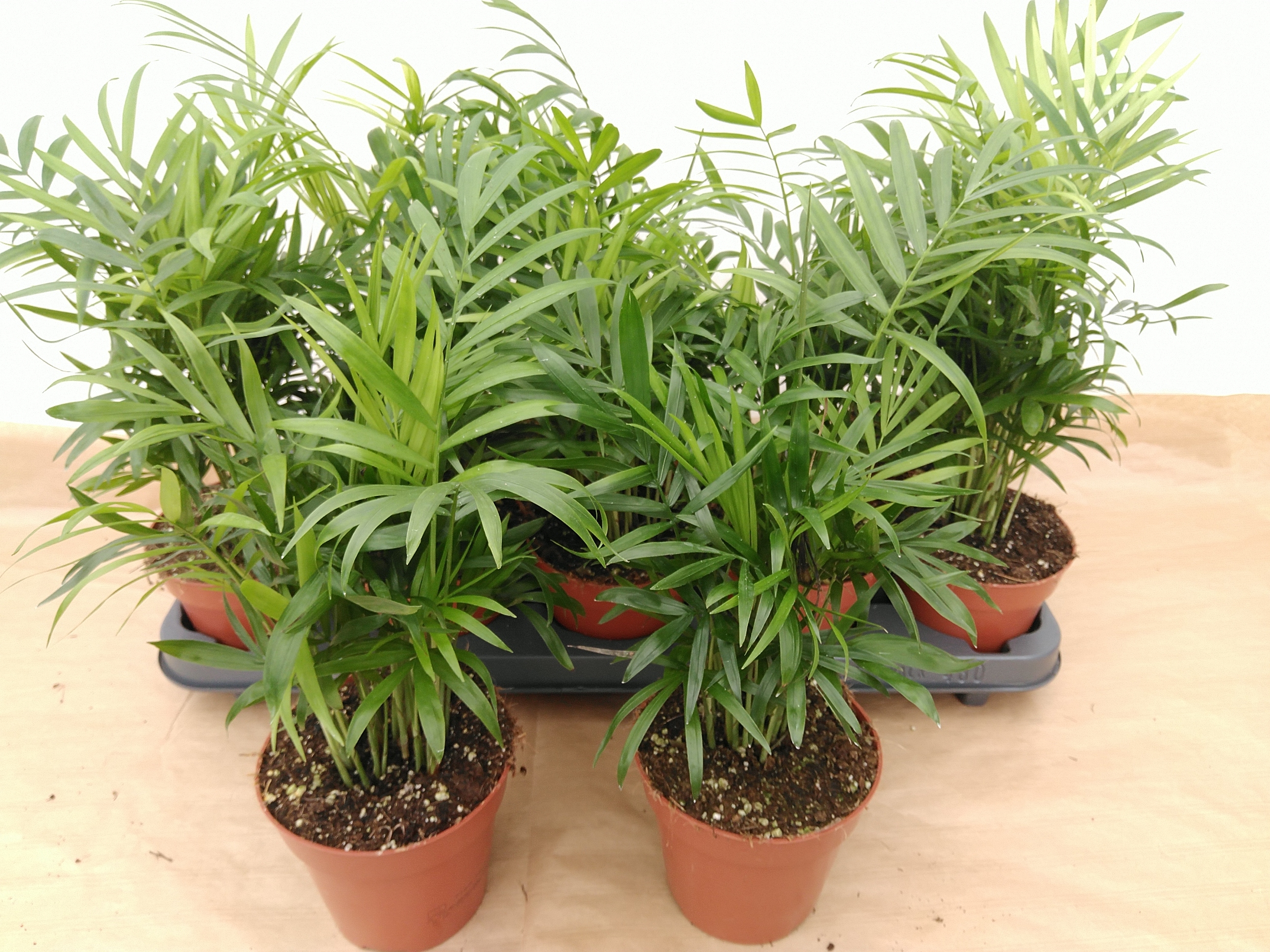 Chamaedorea elegans