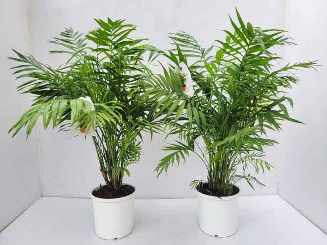 Chamaedorea elegans 30-34cm