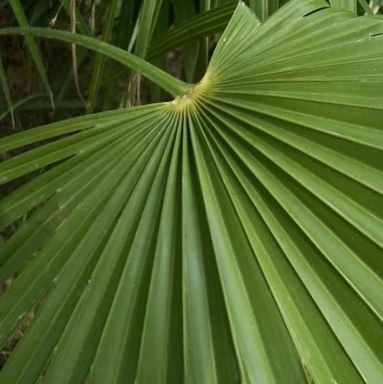 Chamaerops humilis