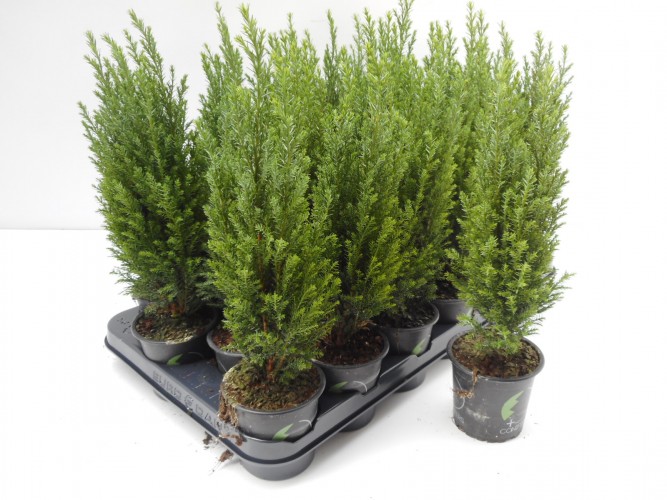 Chamaecyparis l. 'Ellwoodii' Chamaecyparis l. 'Ellwoodii'