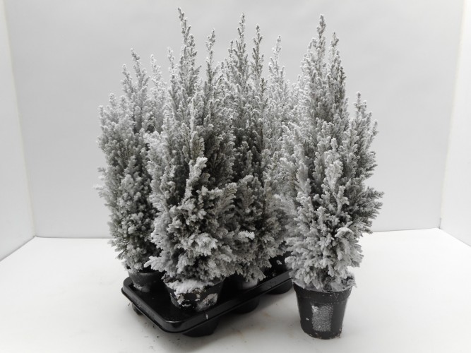 Chamaecyparis laws. 'Ellwoodii' met sneeuw