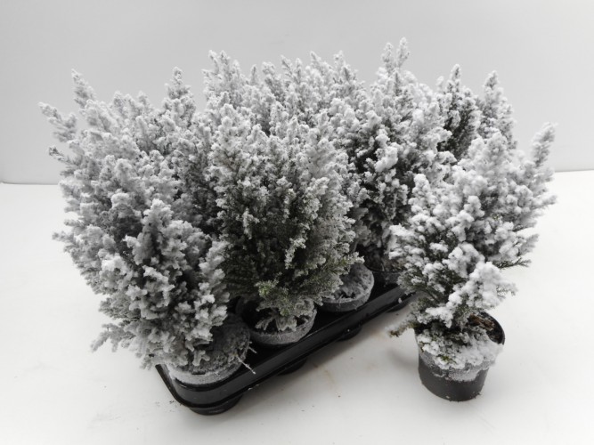 Chamaecyparis laws. 'Ellwoodii' met sneeuw