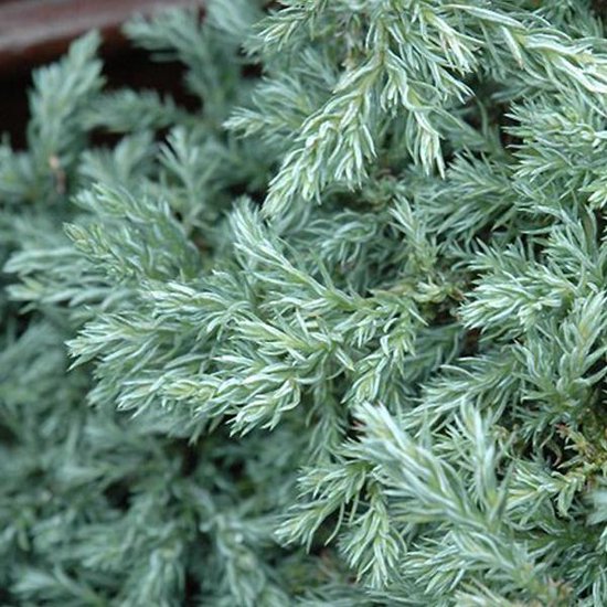 Chamaecyparis pis. 'Baby Blue' Chamaecyparis pis. 'Baby Blue'