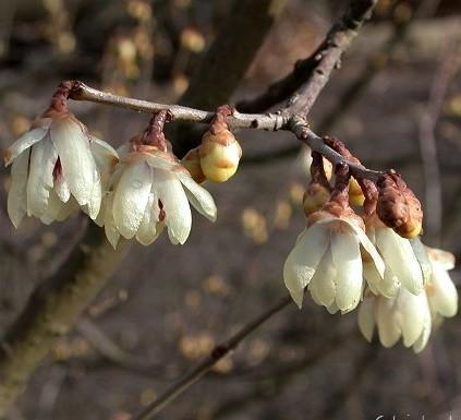 Chimonanthus praecox