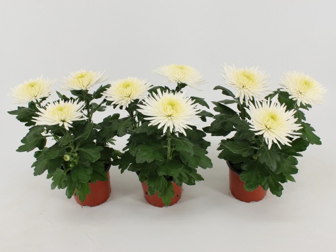 Chrysant 'Dirigée' - 5 bloemen Chrysant 'Dirigée' - 5 bloemen