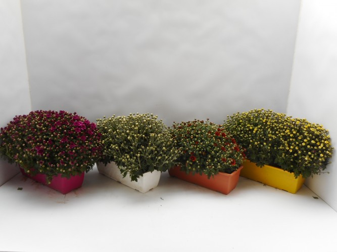 Chrysant in bloembak