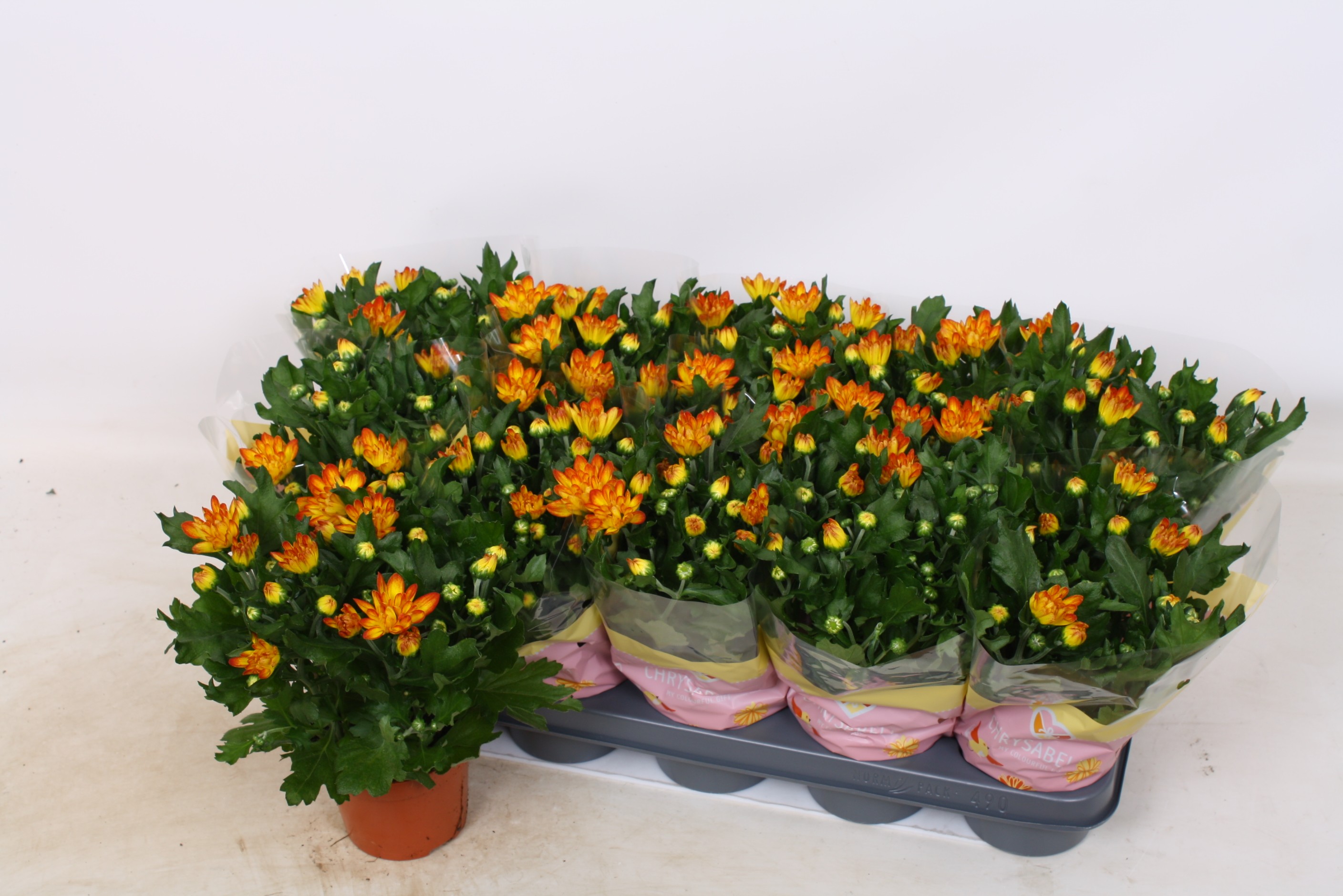 Chrysant 'Lysandra'  oranje-bruin