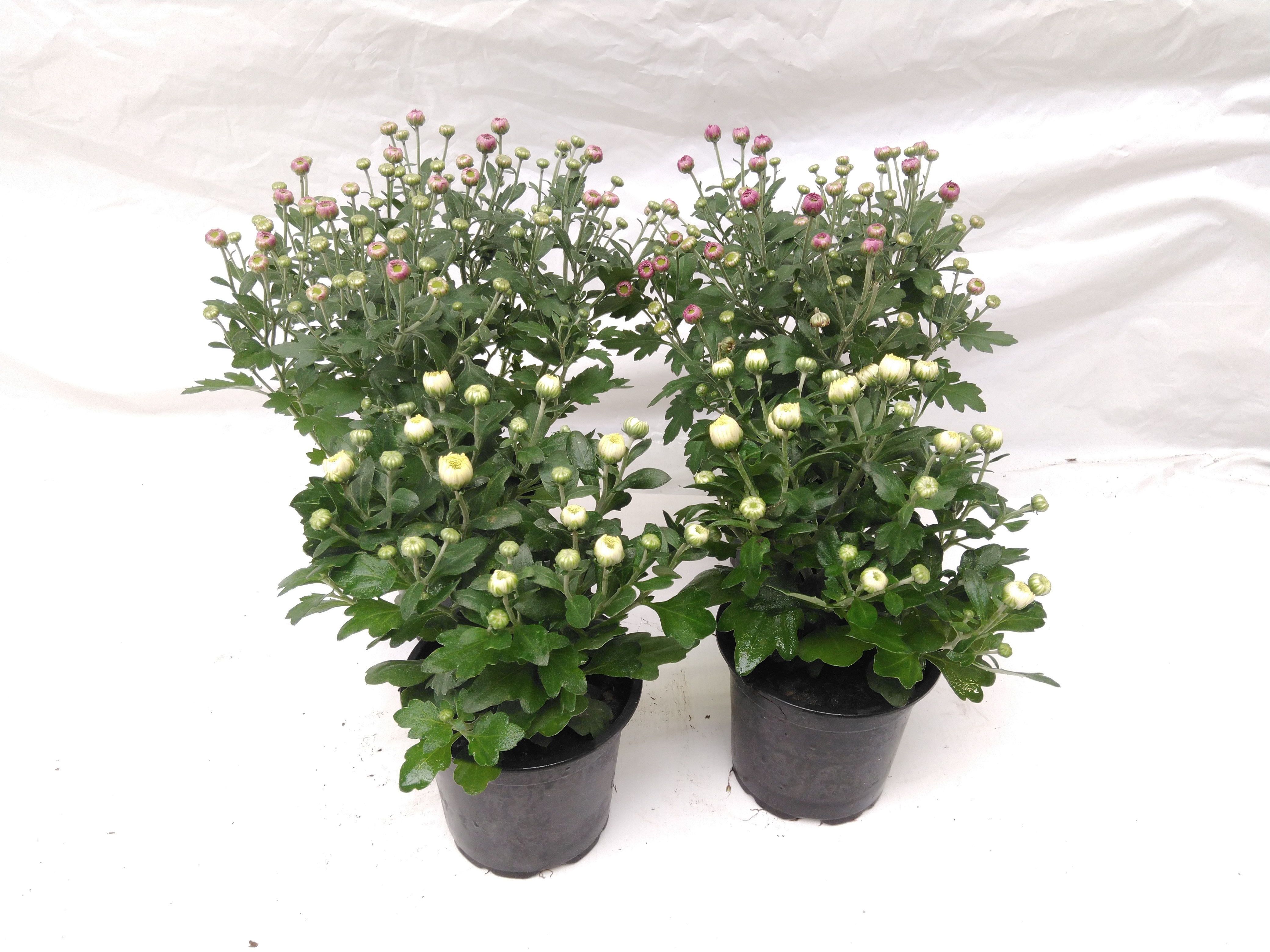 Chrysant buitenteelt in kleuren - kleine pot