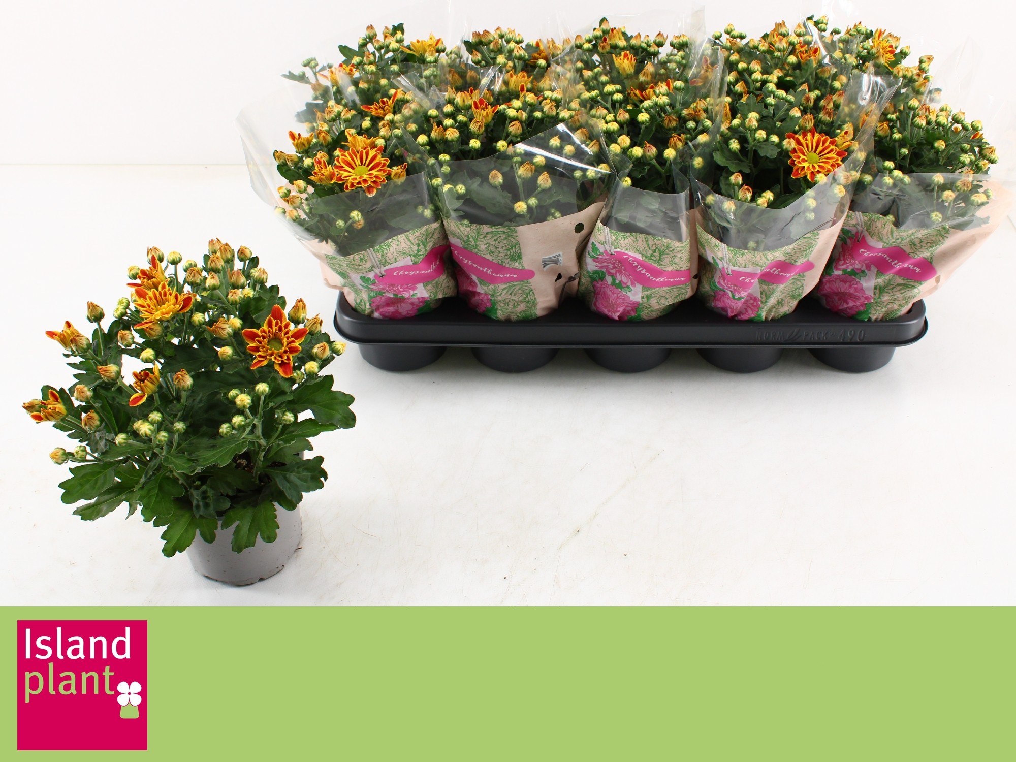 Chrysant 'Rainbow Circus'