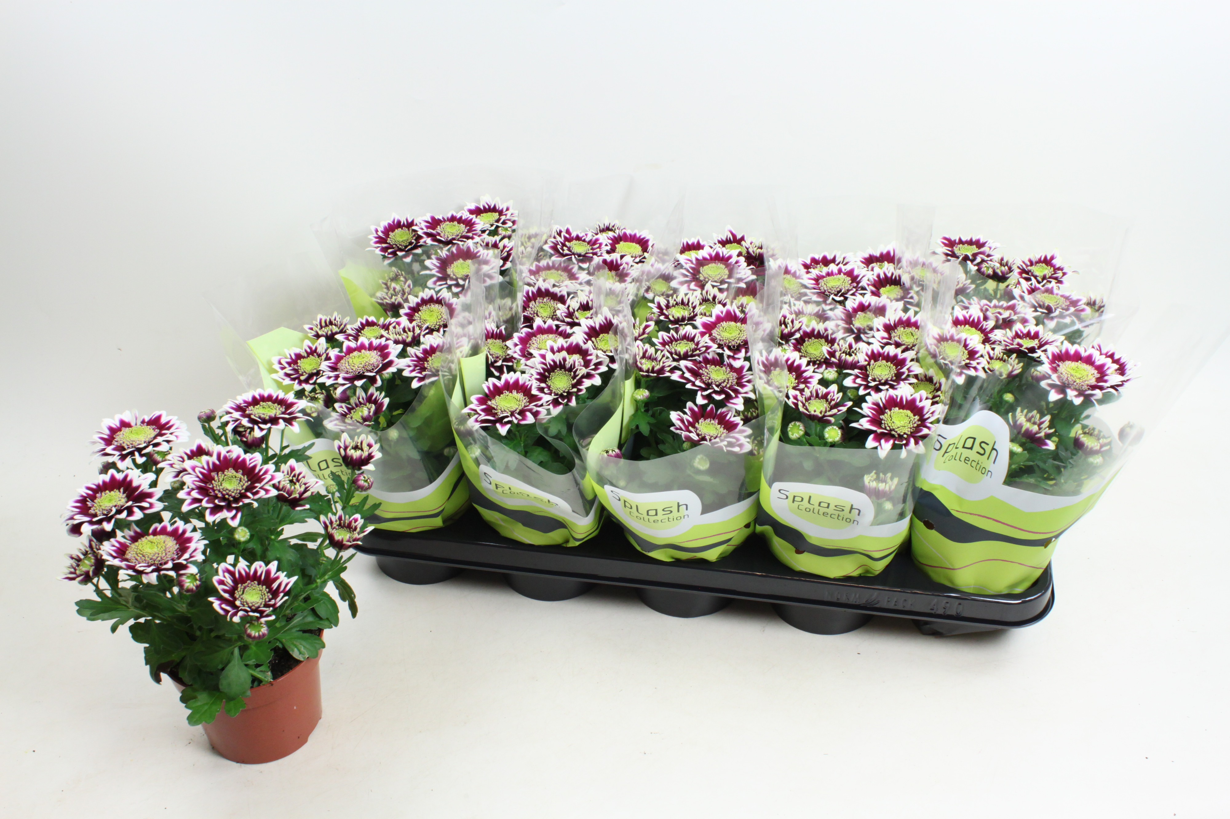 Chrysant Splash Rocker