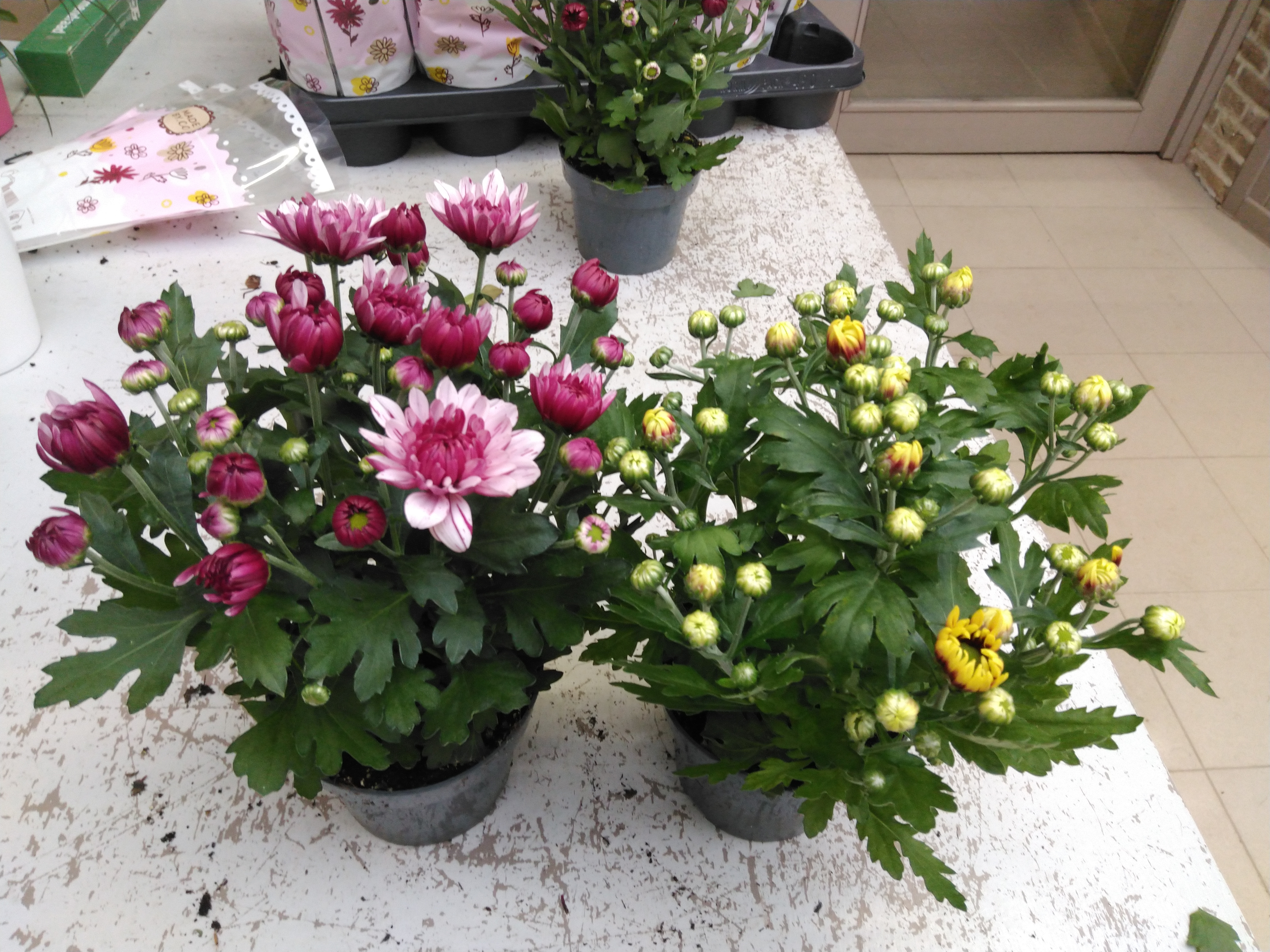 Chrysanthemum mix P12