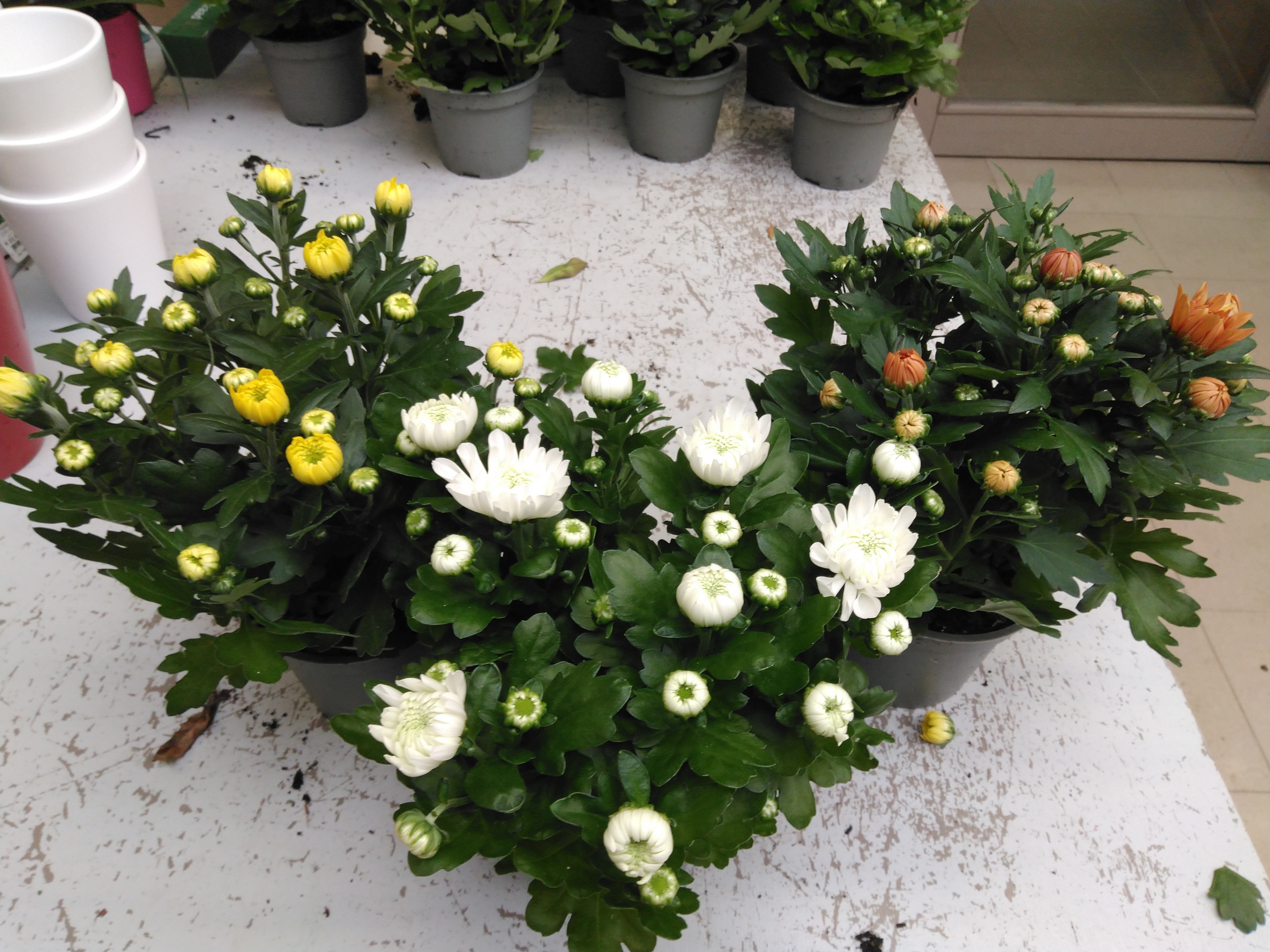 Chrysanthemum mix P12