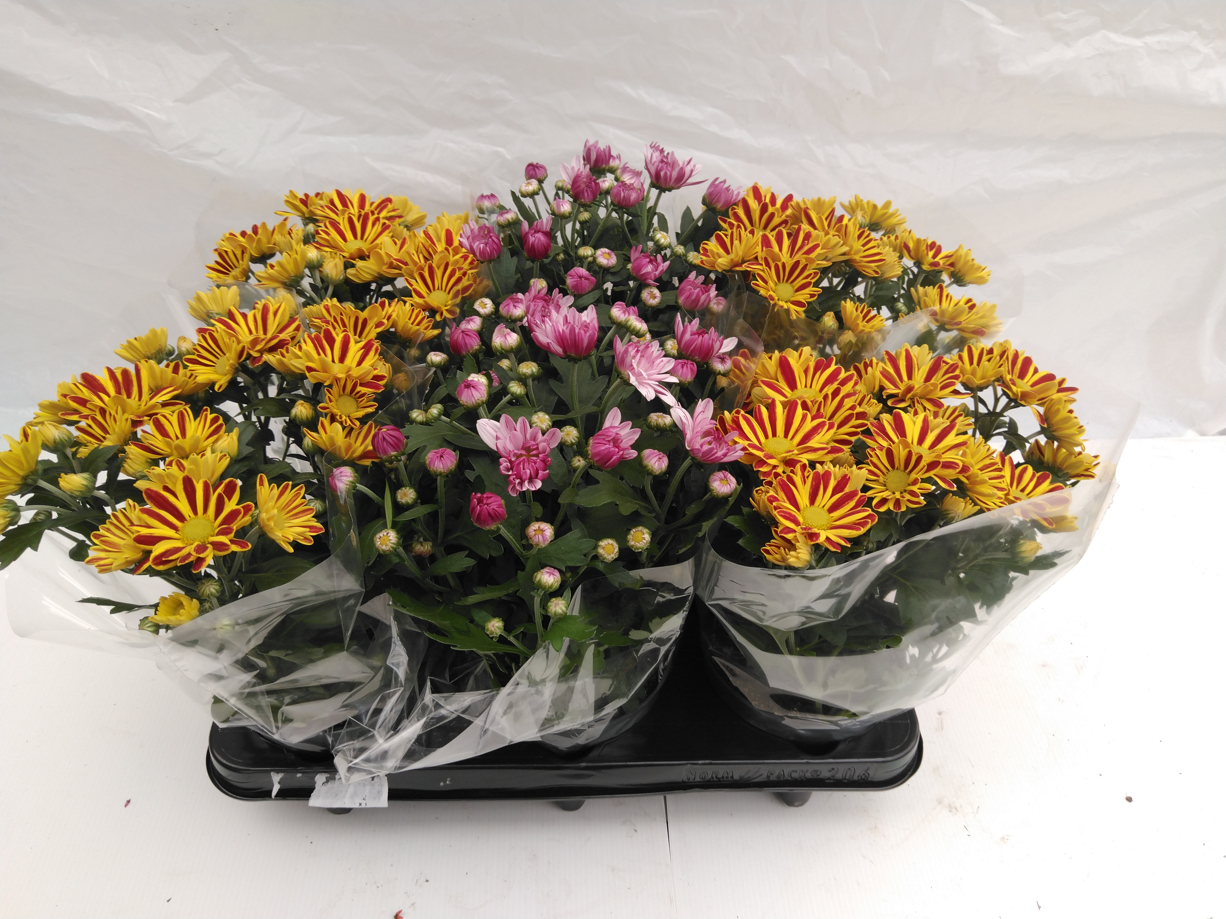 Chrysanthemum mix P12