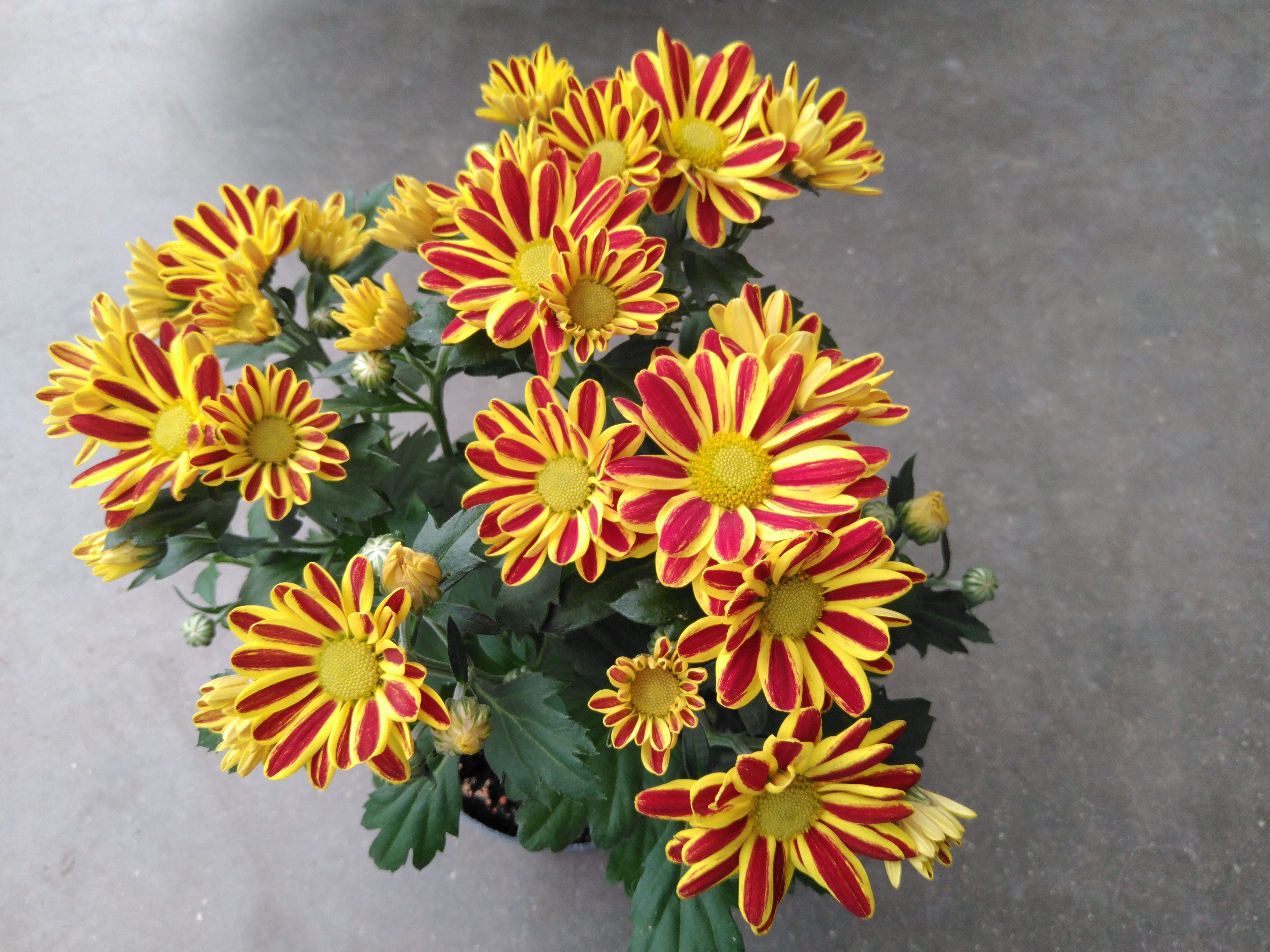 Chrysanthemum mix P12