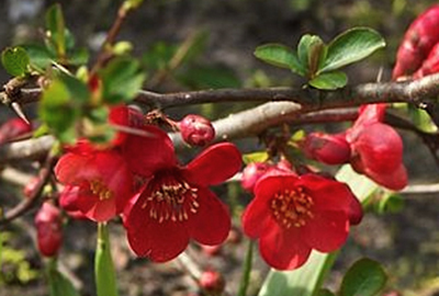 Chaenomeles sup. 'Etna' Chaenomeles sup. 'Etna'