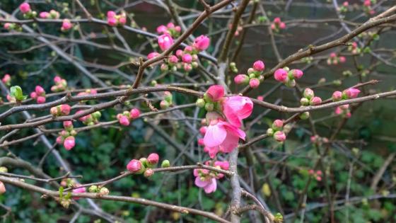 Chaenomeles sup. 'Pink Lady' Chaenomeles sup. 'Pink Lady'