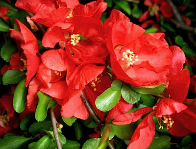 Chaenomeles sup. 'Texas Scarlet'